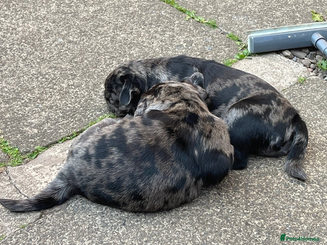 Pug dogs for sale: Last Merle boy, price reduced again! - Image 17