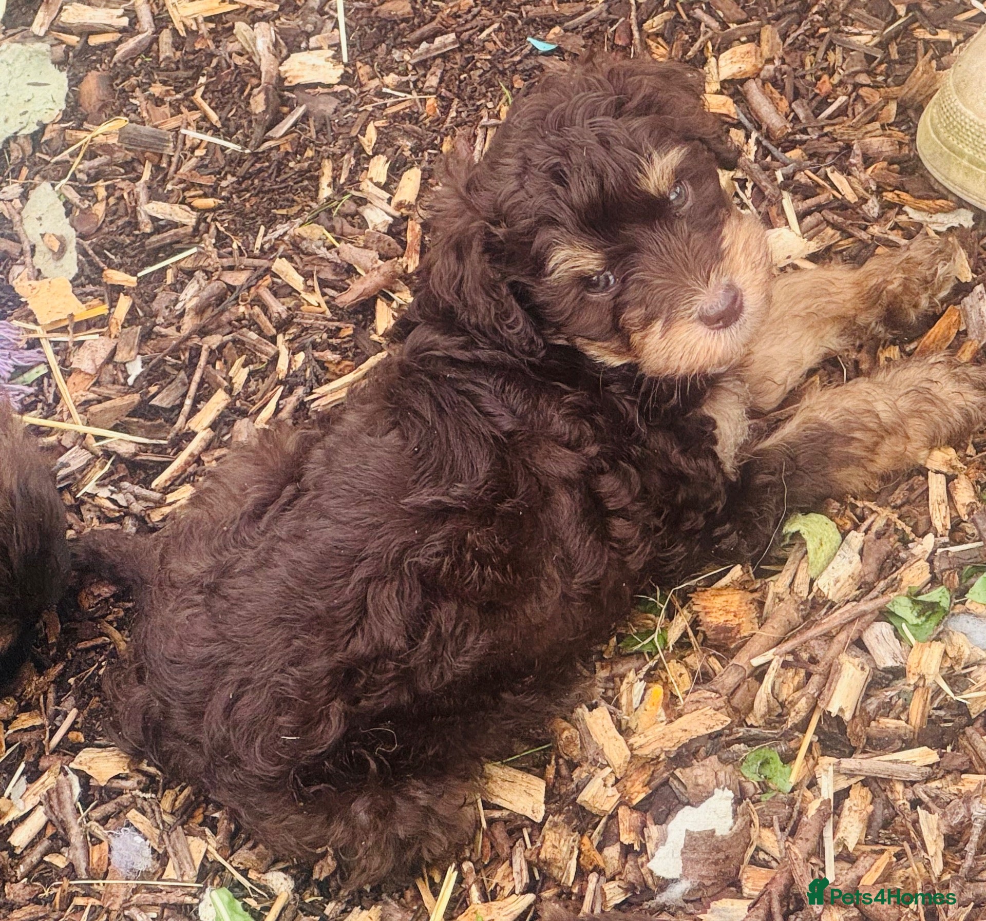 Mixed Breed dogs Powderpuff poos  - Advert 2