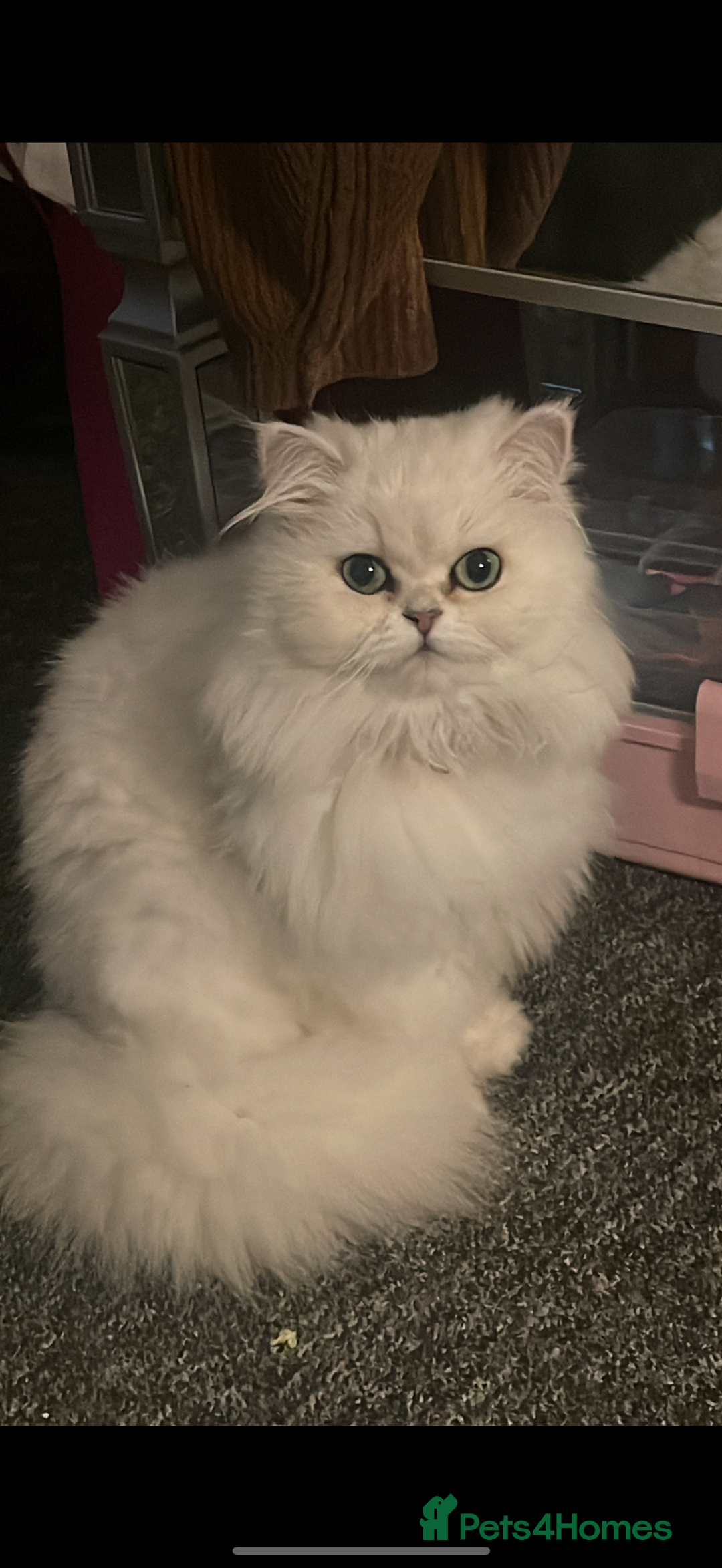 Persian cats for sale: Persian chinchilla female  - Advert 4