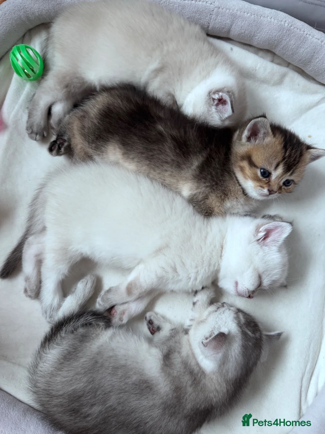 Scottish Fold cats for sale: 💎 Beautiful Pedigree Scottish Straight Kittens 😻 - Advert 2