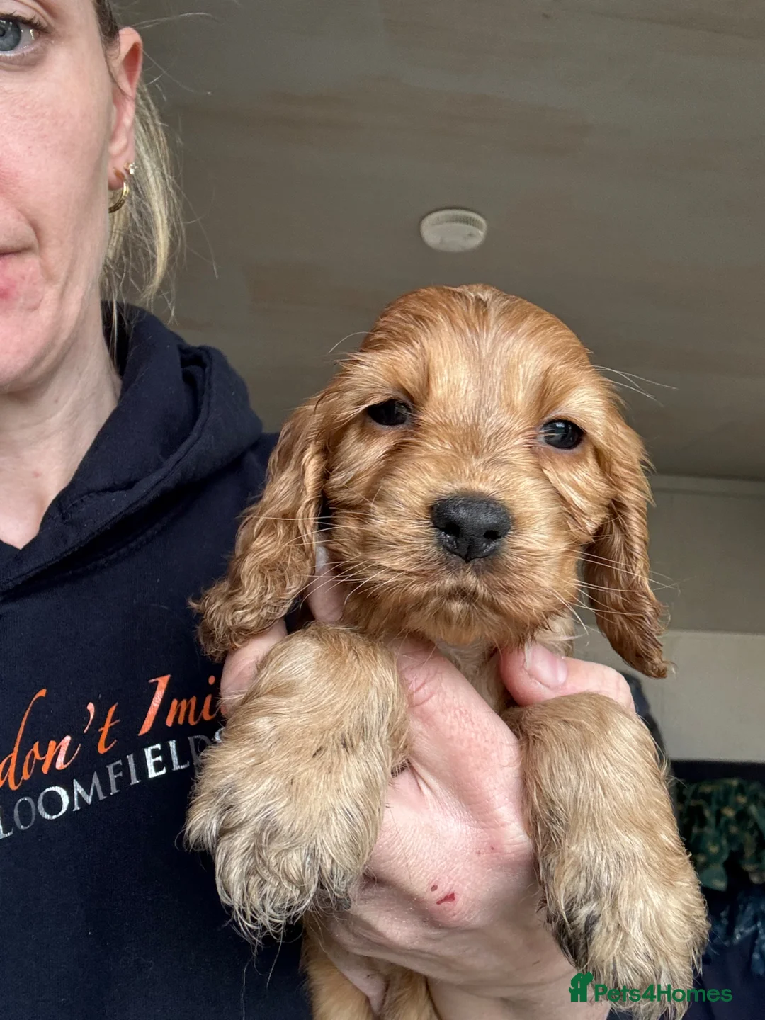 Cocker Spaniel dogs for sale: Outstanding Show Quality Show Type Cocker Spaniels - Advert 2