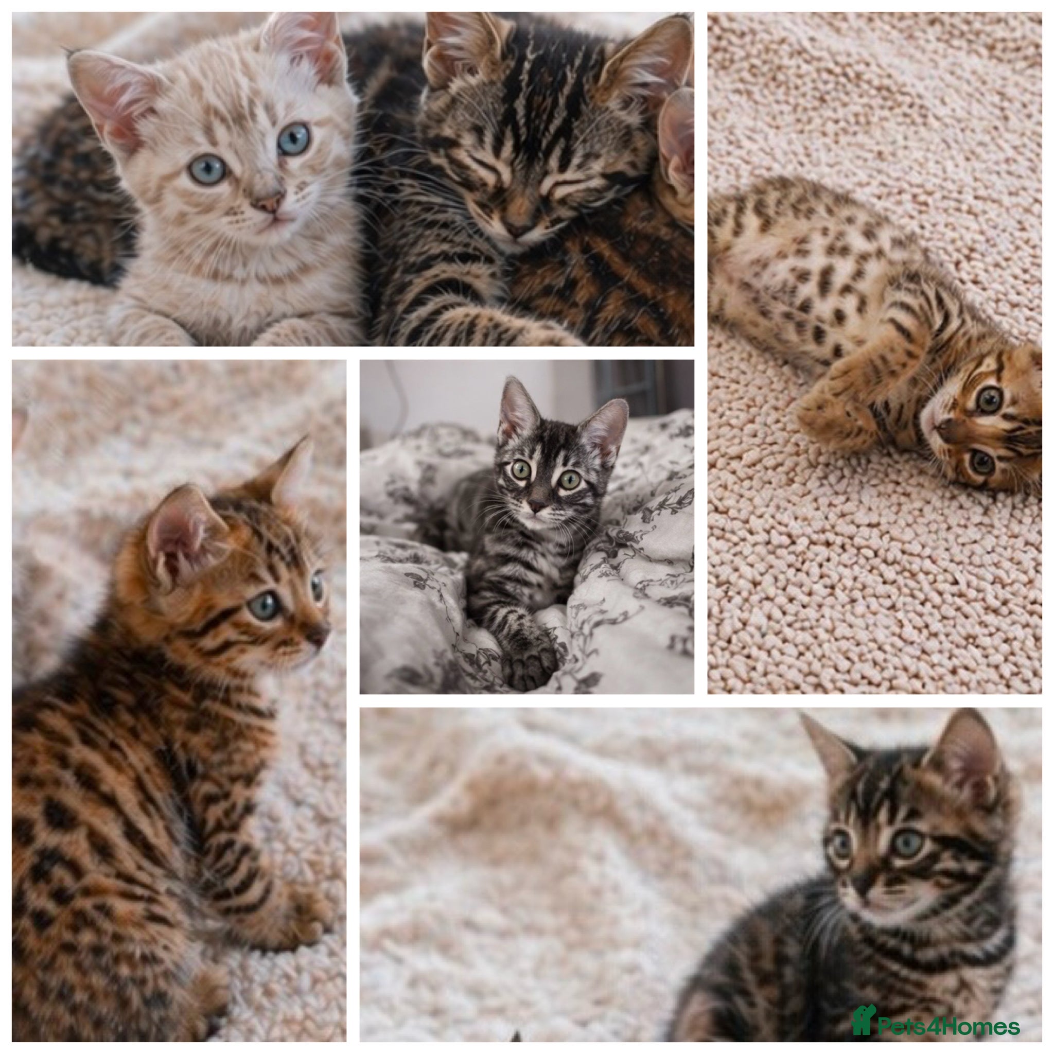 Bengal cats Unique Bengal Kittens  - Advert 1