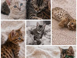 Bengal cats Unique Bengal Kittens - Advert 4