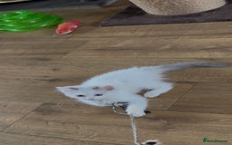 Ragdoll cats for sale: Beautiful Ragdoll kittens - Image 7