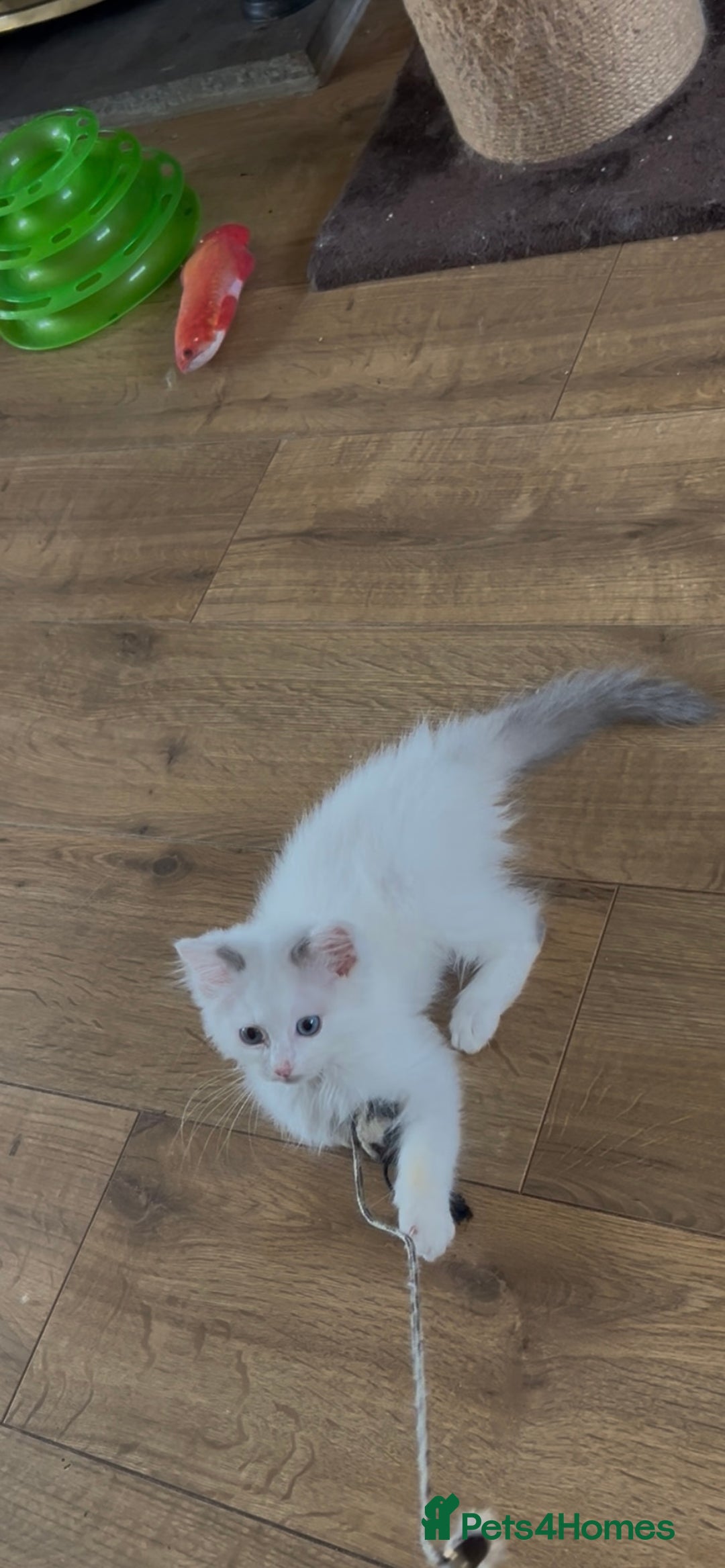 Ragdoll cats for sale: Beautiful Ragdoll kittens - Image 7