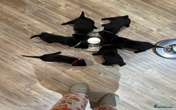 Labrador Retriever dogs for sale: Black Labrador Puppies for sale  - Image 3