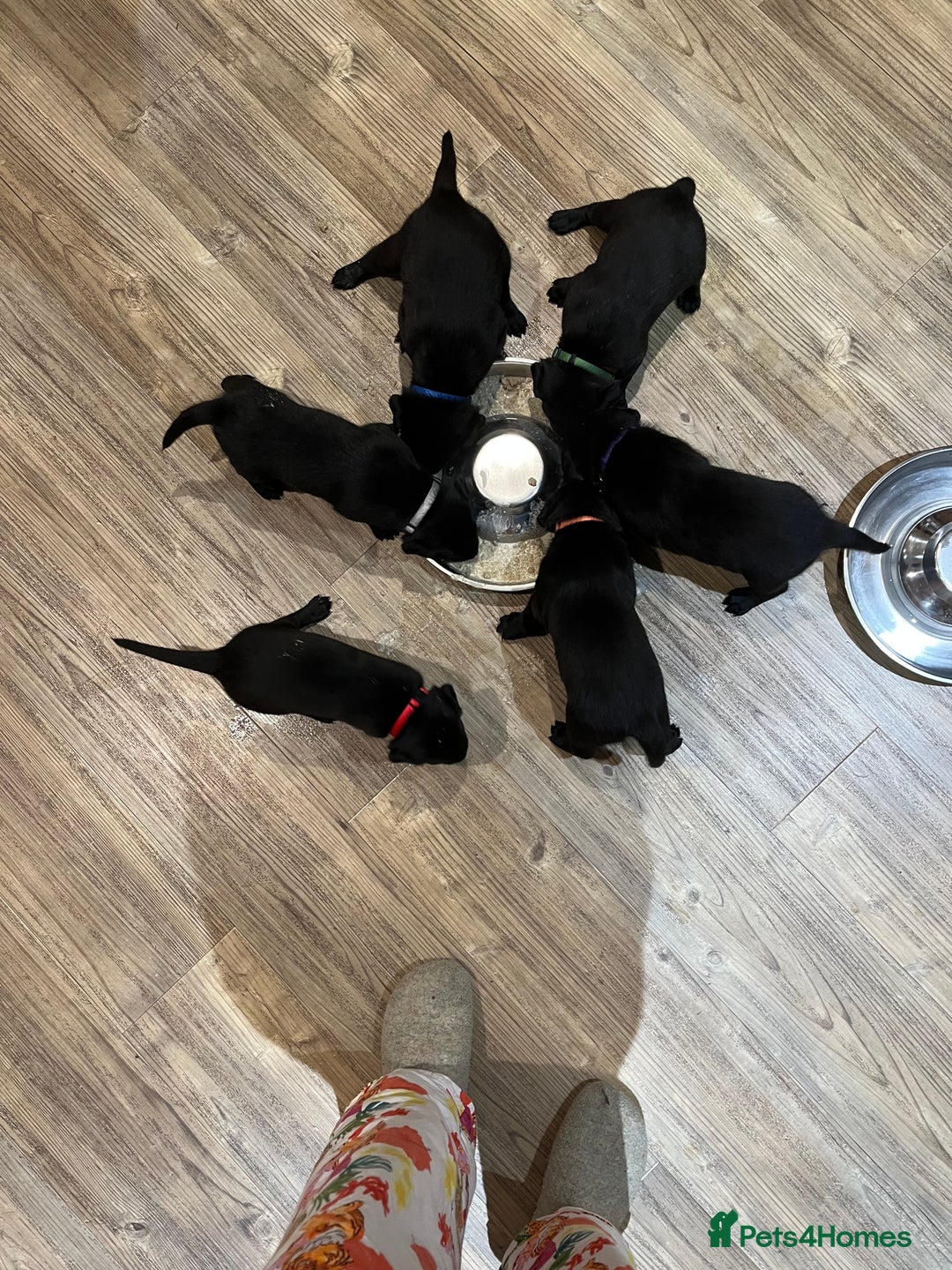 Labrador Retriever dogs for sale: Black Labrador Puppies for sale  - Image 3