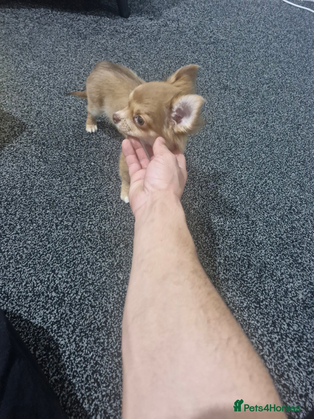 Chihuahua dogs for sale: Chihuahua puppy - Advert 6