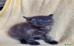 Maine Coon cats for sale: Maine coon x - Image 12