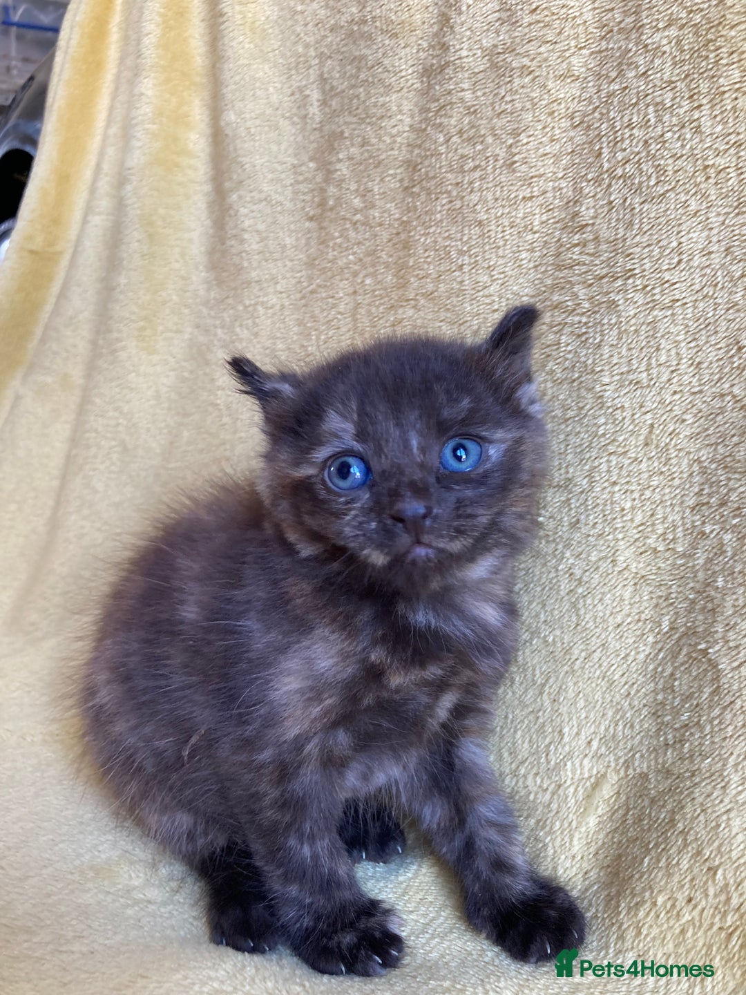 Maine Coon cats for sale: Maine coon x - Image 12