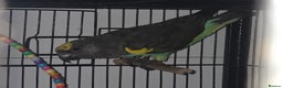 Parrots birds for sale: Meyers parrot - Advert 2