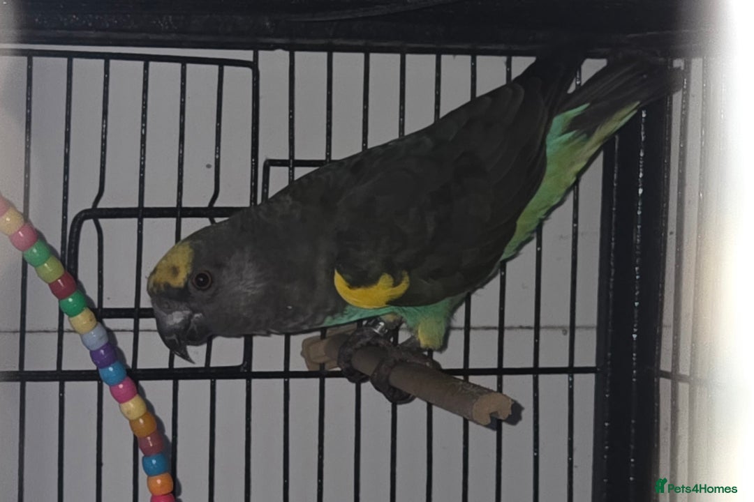 Parrots birds for sale: Meyers parrot - Advert 2