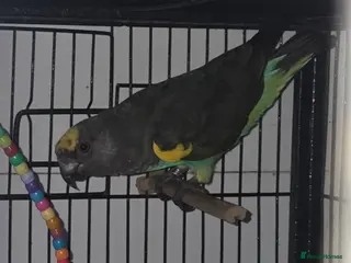 Parrots birds Meyers parrot - Advert 18