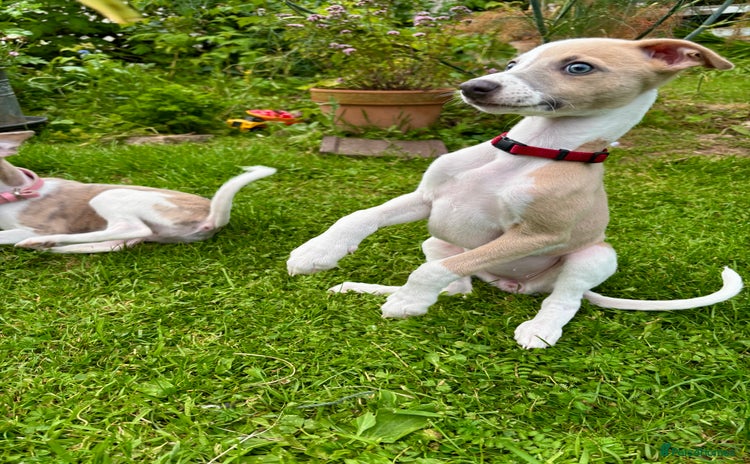 Whippet dogs - Advert 2