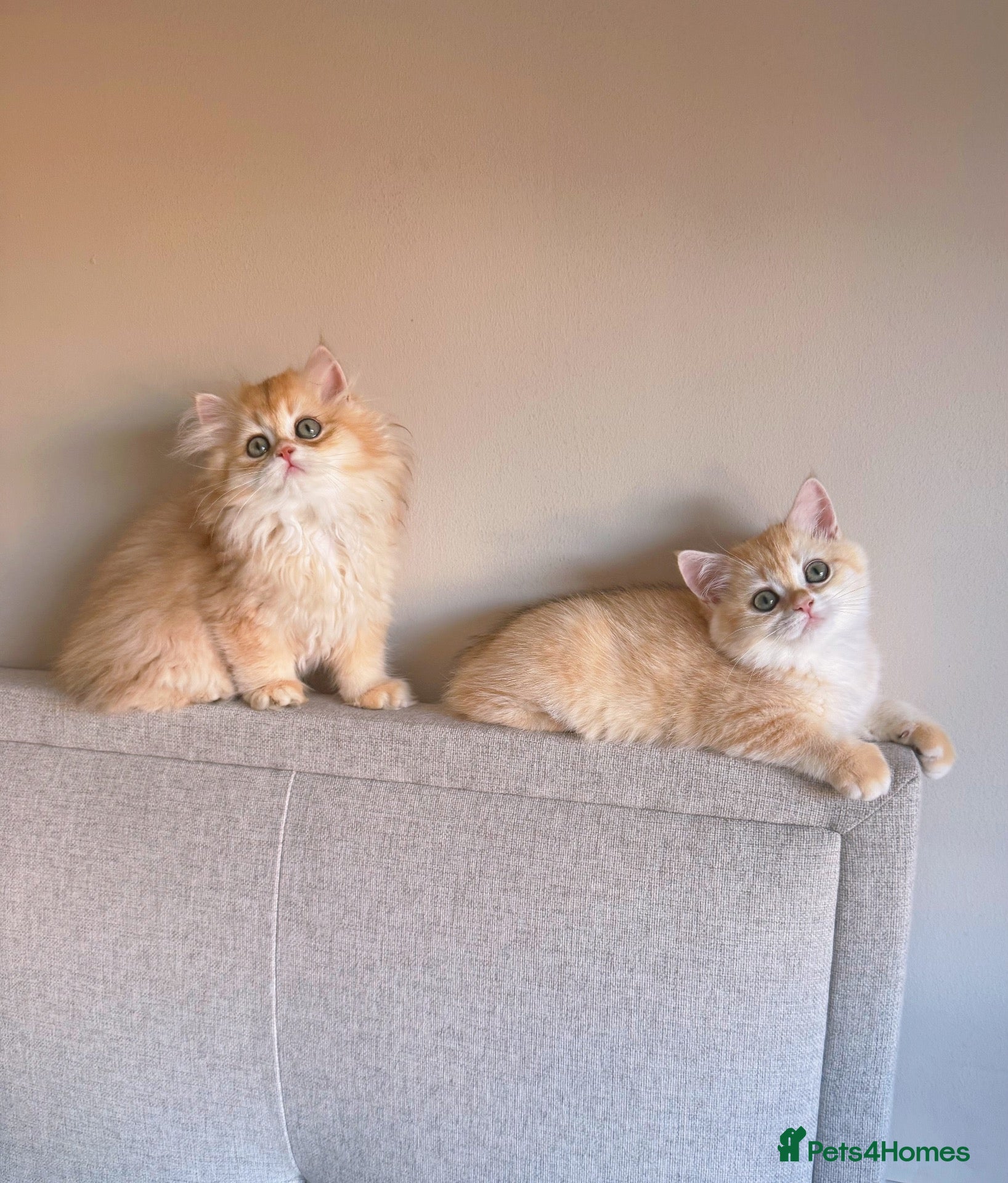 British Shorthair cats for sale: Adorable Golden British Short/longhair Kittens - Advert 2