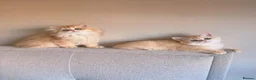 British Shorthair cats for sale: Adorable Golden British Short/longhair Kittens - Advert 2