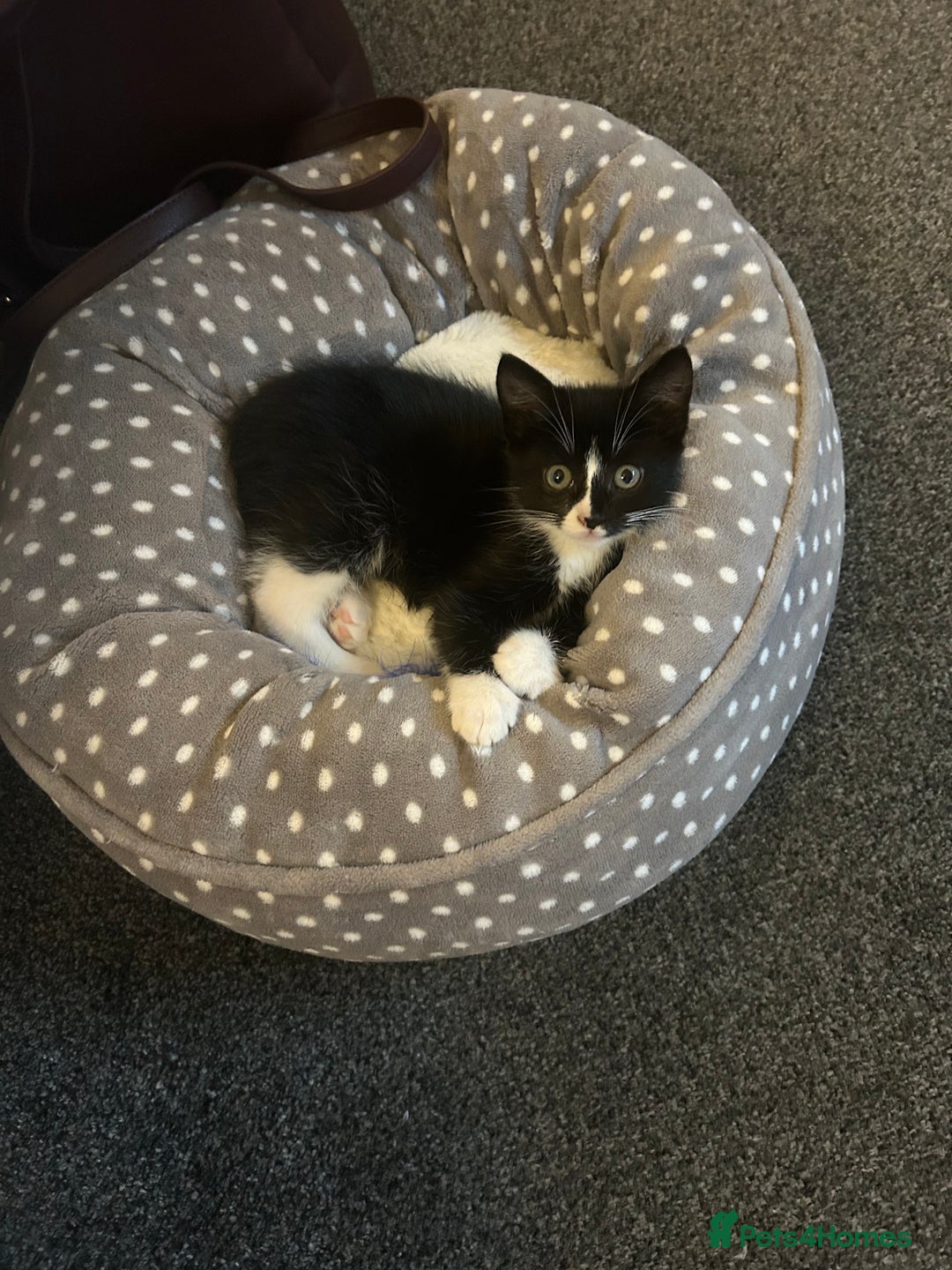 Domestic Shorthair cats for sale: Black and white kitten  - Image 1