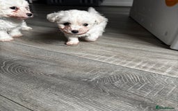 Bichon Frise dogs for sale: Bichon Frise Puppies - Image 15