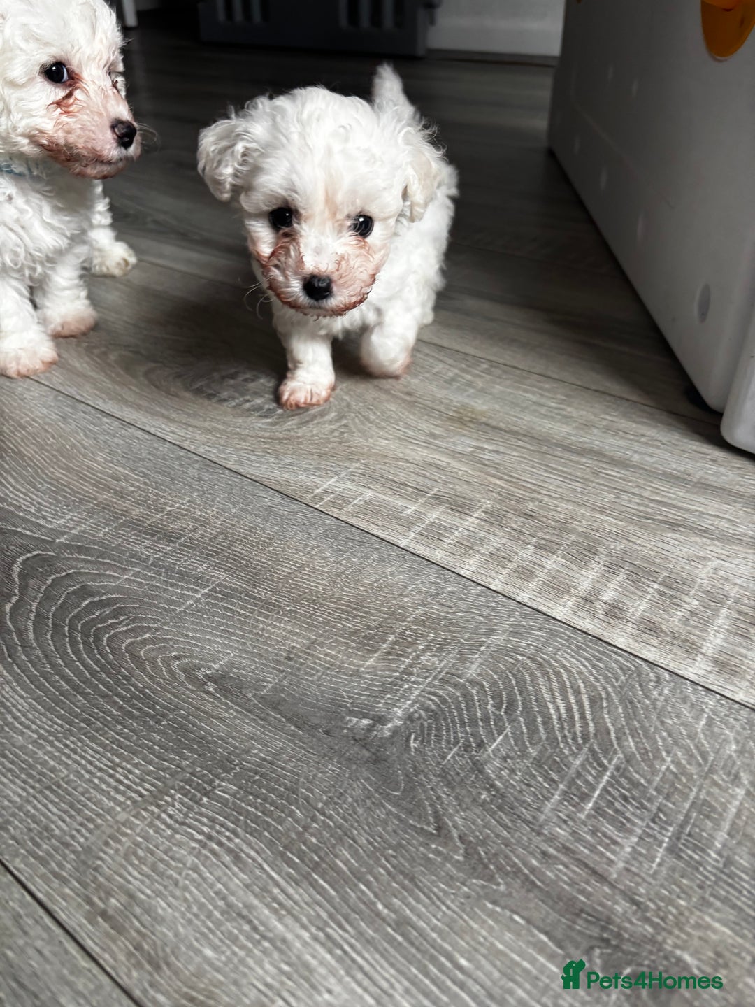 Bichon Frise dogs for sale: Bichon Frise Puppies - Image 15