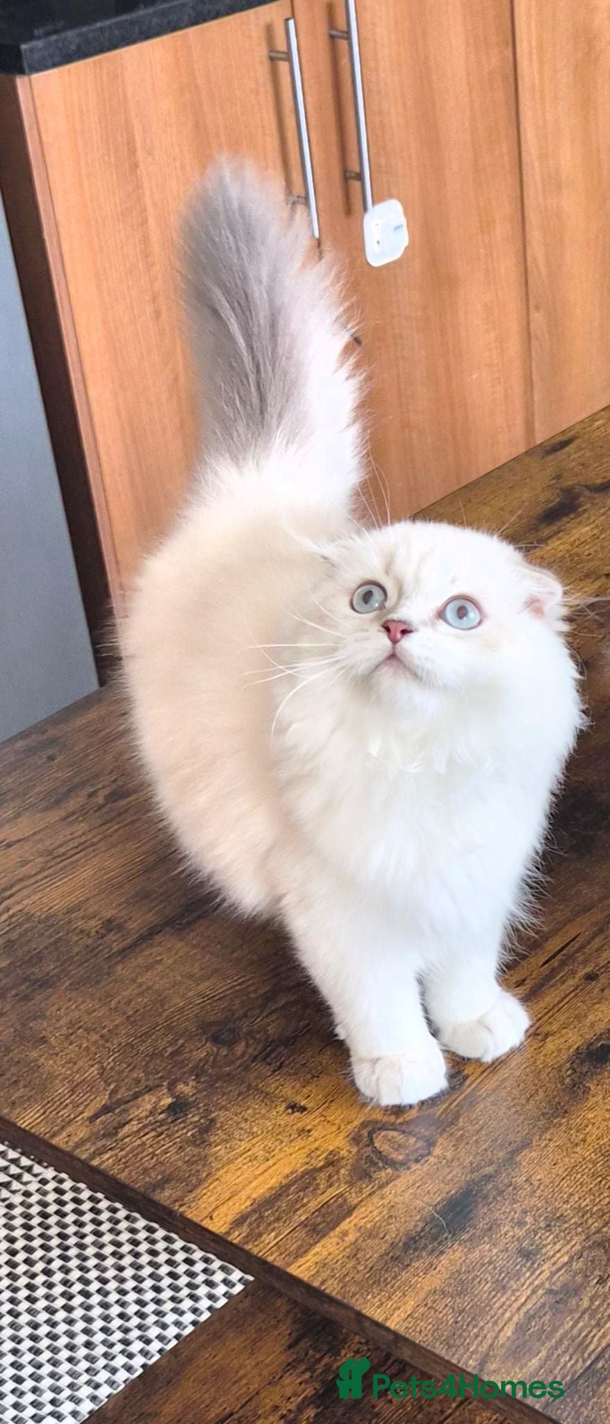 Scottish Fold cats Beautiful lilac point boy - Advert 2