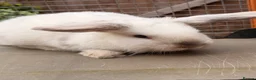 Mini Lop rabbits for sale: Mini Lop Girls - Advert 9