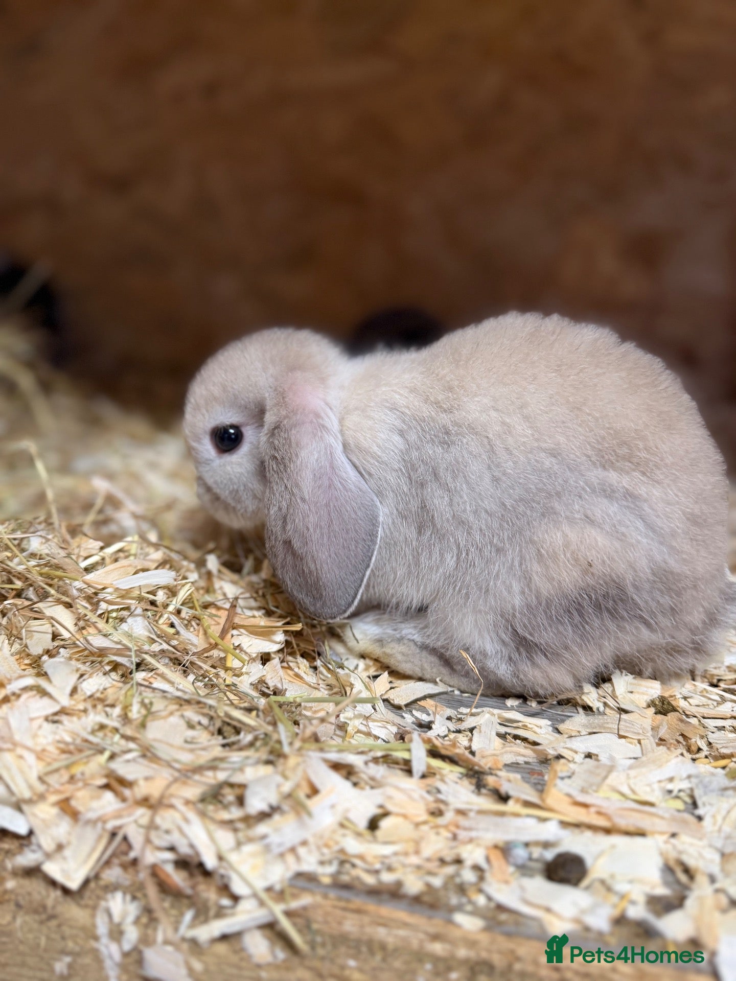 Mini Lop rabbits Mini lops  - Advert 2