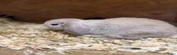 Mini Lop rabbits for sale: Mini lops  - Advert 2