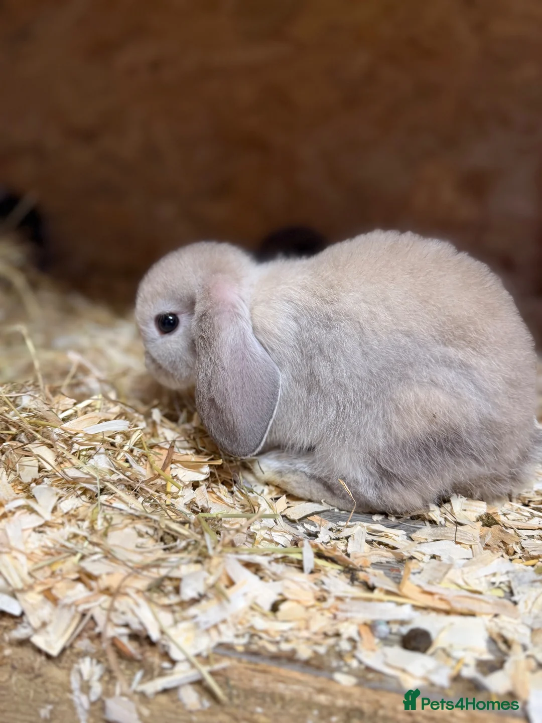 Mini Lop rabbits for sale: Mini lops  - Advert 2
