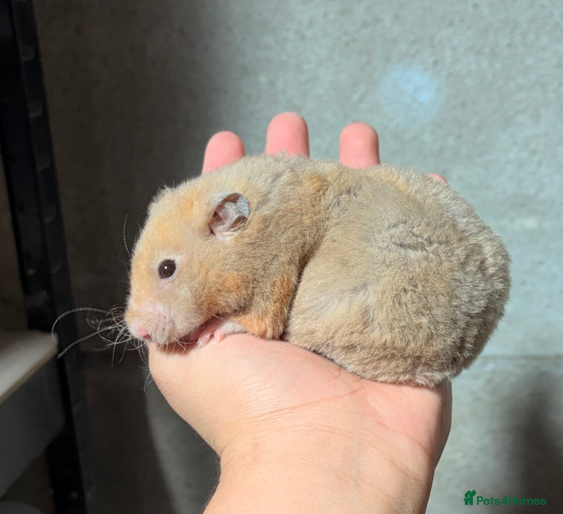 Hamster rodents OLDER STUNNING TAME PEDIGREE HAMSTERS - Advert 3