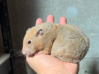 Hamster rodents OLDER STUNNING TAME PEDIGREE HAMSTERS - Advert 3