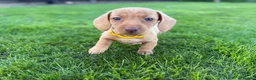 Miniature Dachshund dogs for sale: 🐾KC Reg Mini Dachshund Puppies 2 Girls 1 Boy   - Advert 9