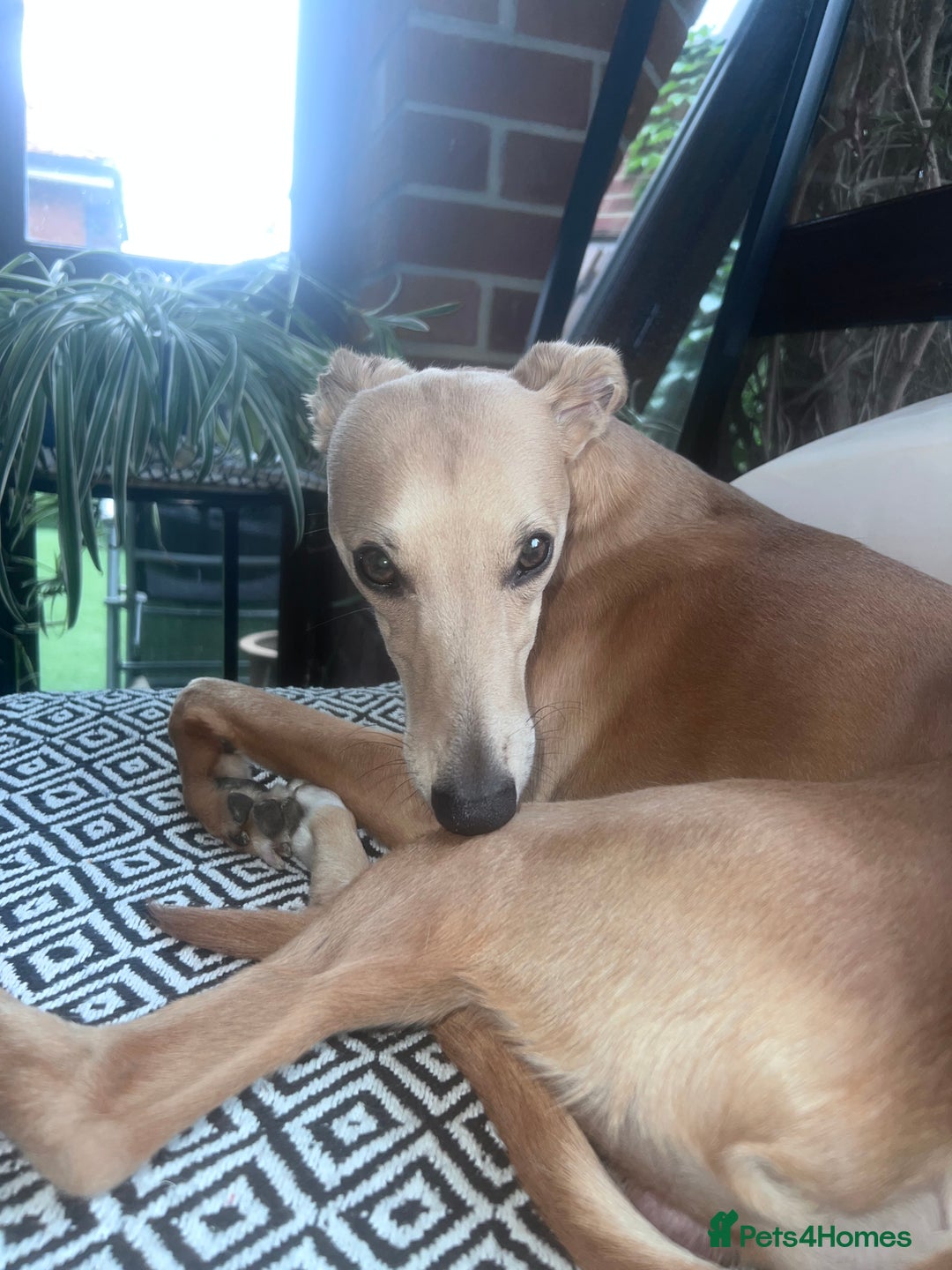 Whippet dogs for stud: Petite Male Whippet to Stud  - Advert 11