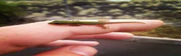 Gecko reptiles for sale: 🦎 Juvenile Gold dust day geckos🦎 - Advert 4