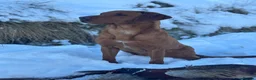 Labrador Retriever dogs for sale: Exceptional Fox Red Labrador Retriever Puppies - Advert 9