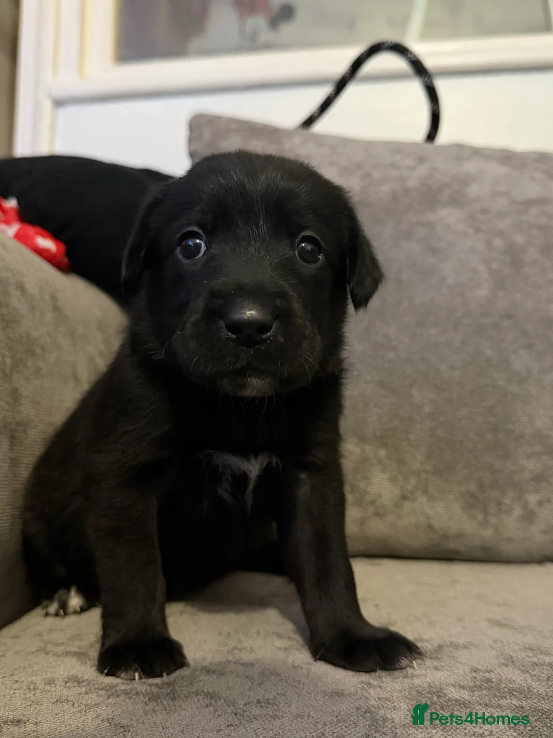 Borador dogs for sale: Borador Puppies - Advert 8