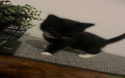 British Shorthair cats for sale: Kittens  - Image 2
