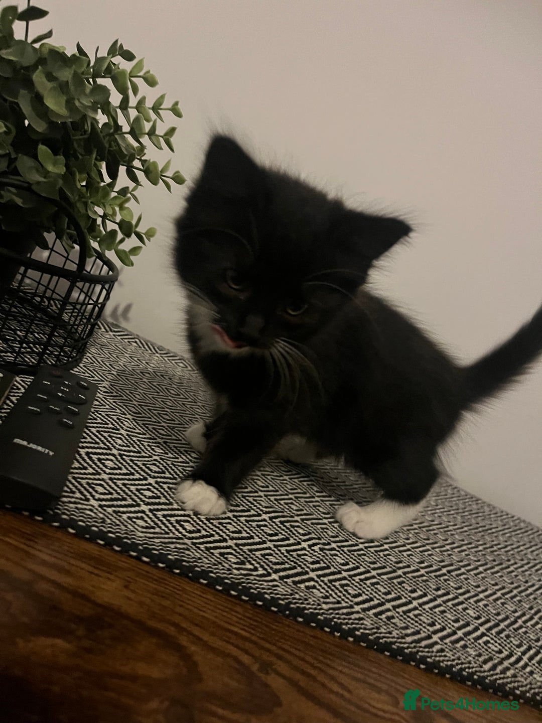 British Shorthair cats for sale: Kittens  - Image 2