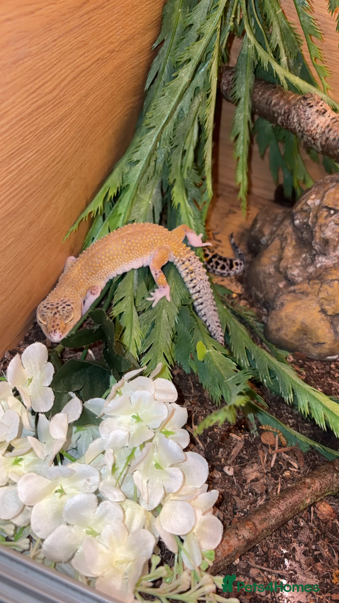 Leopard Gecko reptiles for sale: Leopard geckos (FULL SET UP) - Advert 2