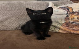 British Shorthair cats for sale: Stunning little kitten for sale  - Image 5