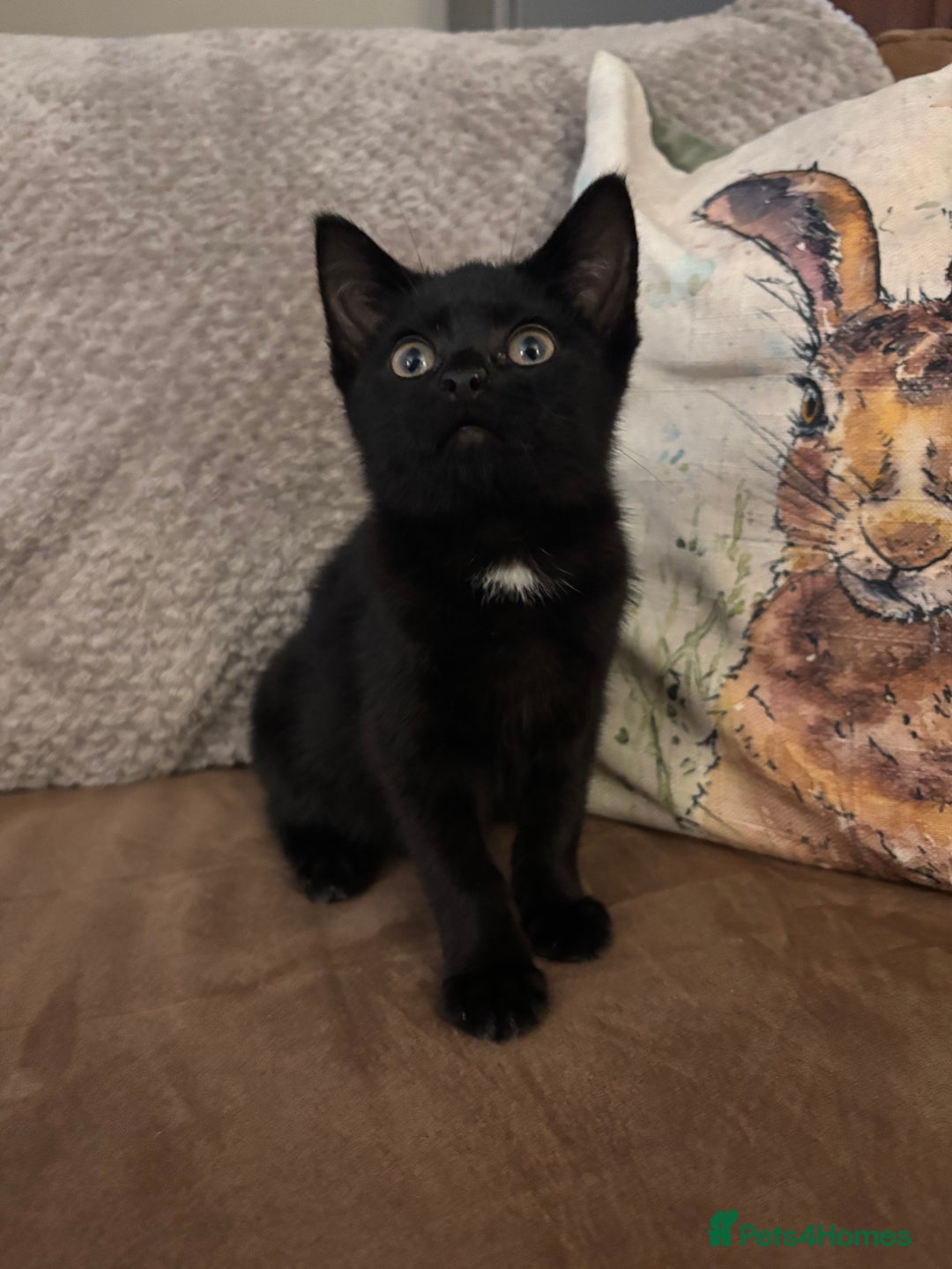 British Shorthair cats for sale: Stunning little kitten for sale  - Image 5