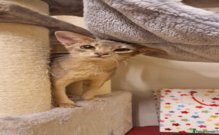Abyssinian cats Beautiful blue boy 💙 - Advert 2