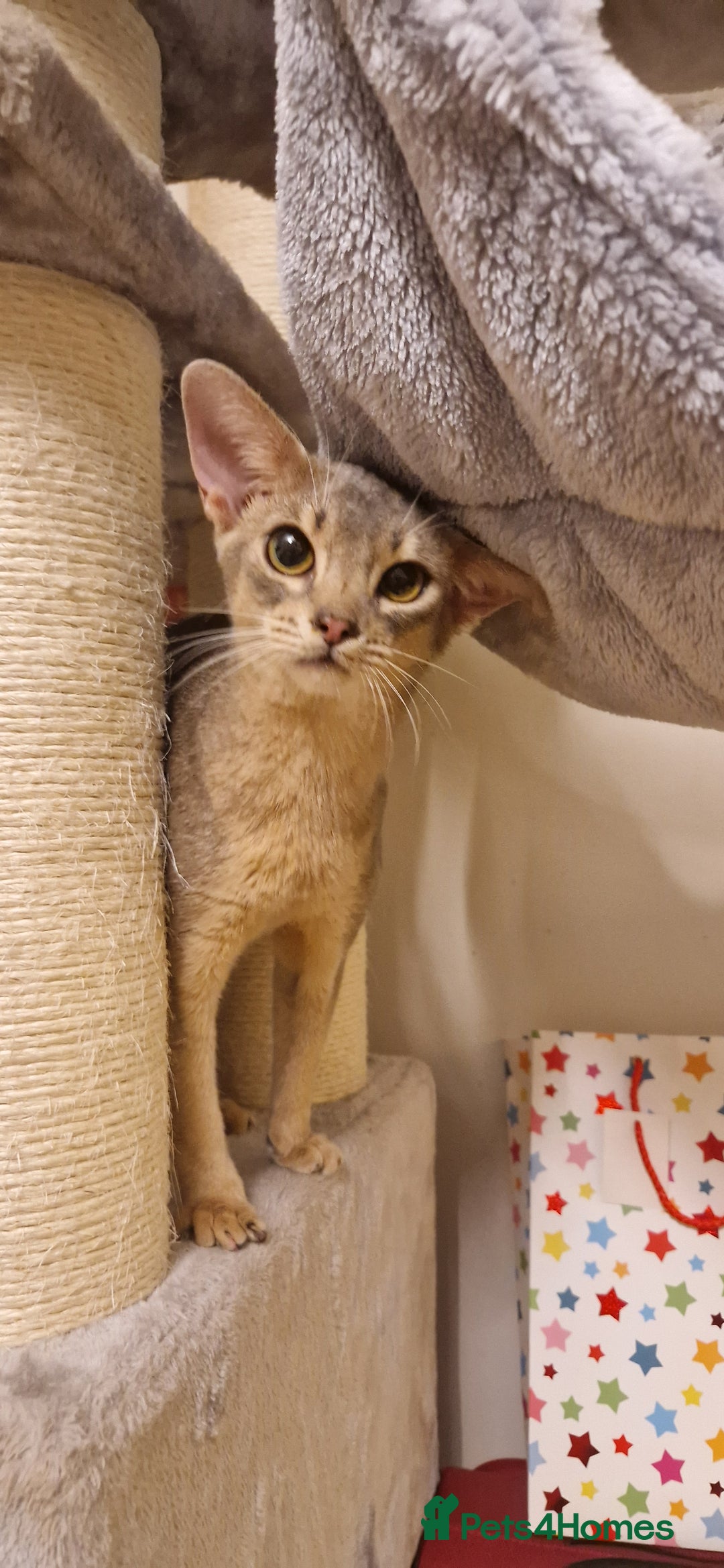 Abyssinian cats for sale: Beautiful blue boy 💙 - Image 7