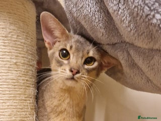 Abyssinian cats Beautiful blue boy 💙 - Advert 3
