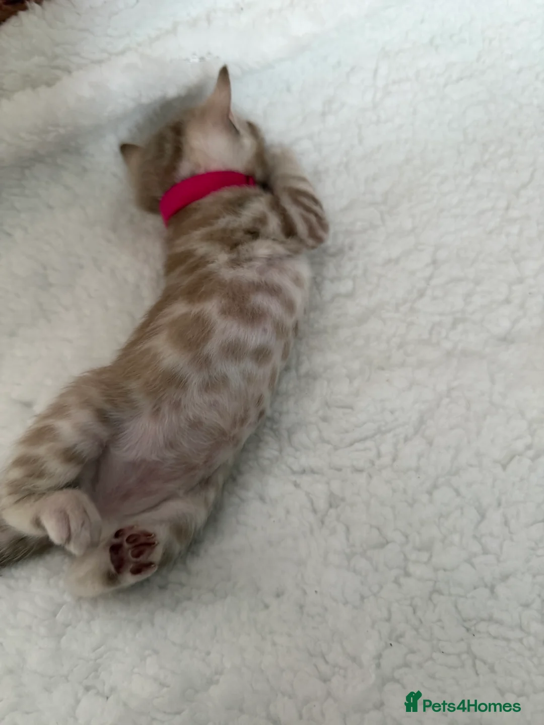 Bengal cats for sale: Snow Lynx Pedigree Kittens, ACTIVE! - Advert 12