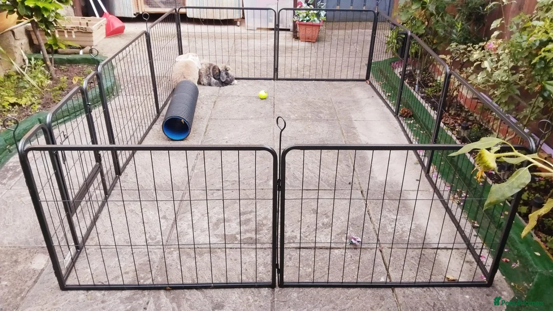 Dwarf Lop rabbits for sale: 2 Rabbits for Sale both castration and vaccinated in Nottingham - Advert 6