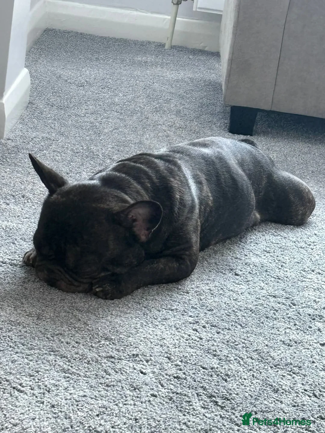 French Bulldog dogs for adoption: Billy, French bulldog in need of new home - Advert 3