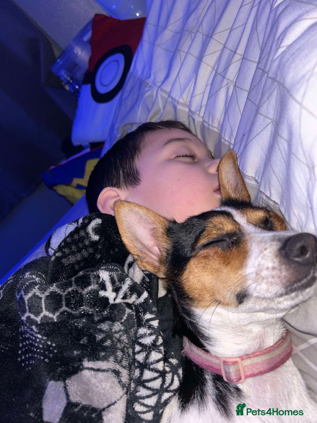 Chorkie dogs for sale: 2 lovely 1 year old puppies  - Image 2