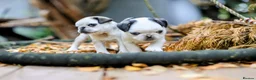 Pug dogs for sale: Panda pugs in Bishop Auckland - Advert 6