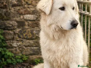 Maremma Sheepdog dogs maremma sheepdog litter - Advert 1