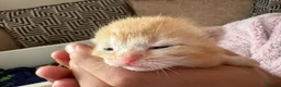 Mixed Breed cats for sale: 7 beautiful kittens  - Advert 19